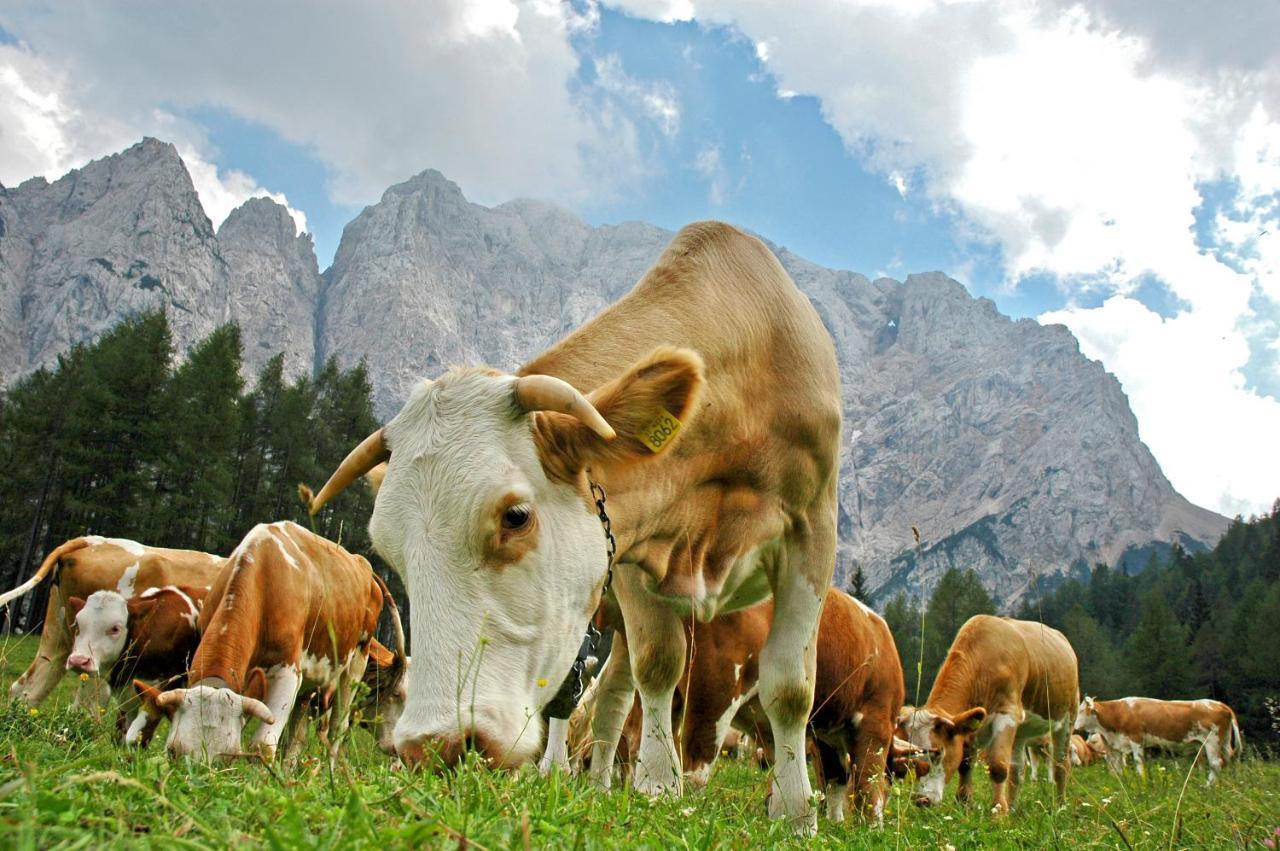 Bohinj Eco Hotel Bohinjska Bistrica Εξωτερικό φωτογραφία